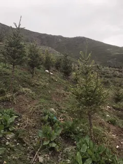 郑淑琳